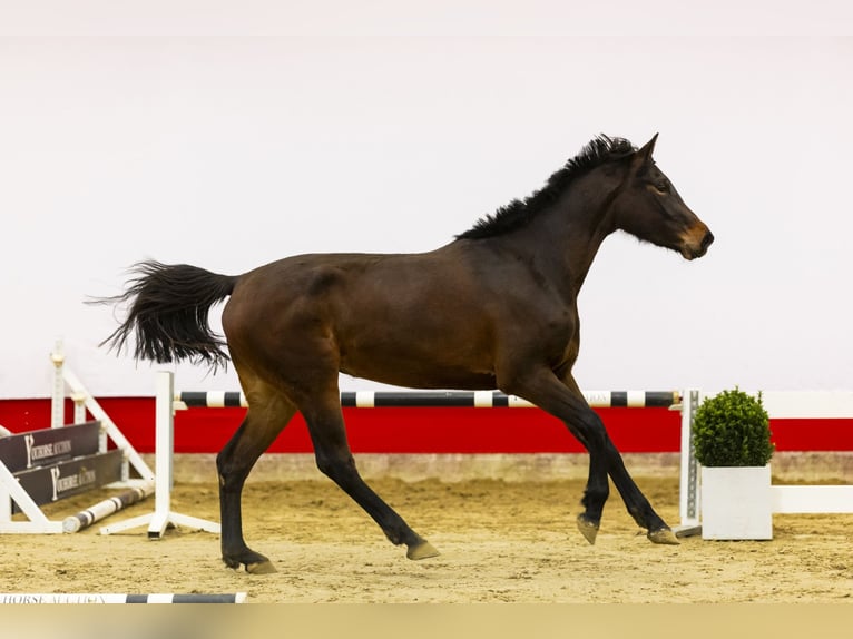 Holsteiner Merrie 3 Jaar 166 cm Bruin in Waddinxveen