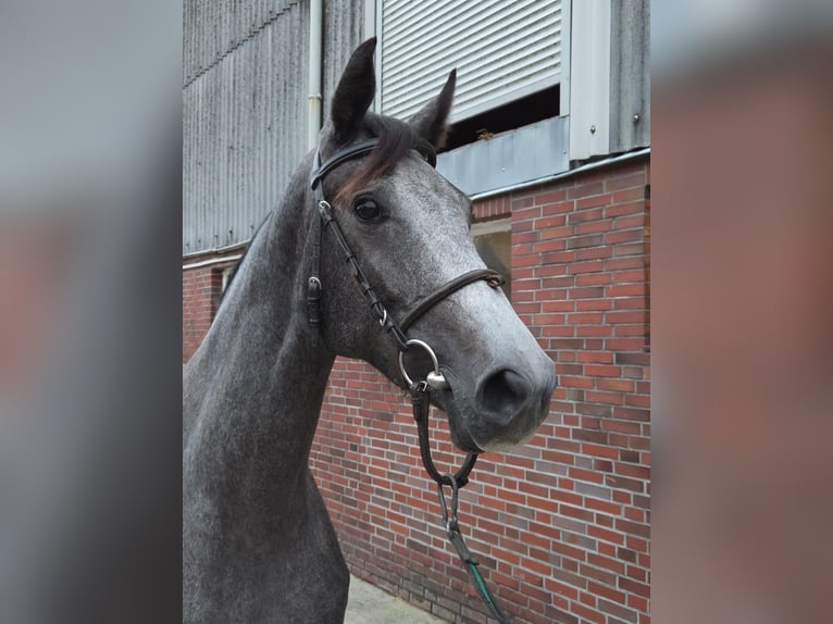 Holsteiner Merrie 3 Jaar 166 cm Schimmel in Kaiser-Wilhelm-Koog