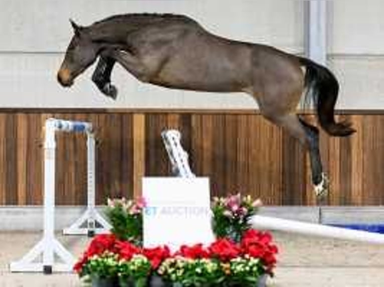 Holsteiner Merrie 3 Jaar 167 cm Roodbruin in Sint-Niklaas