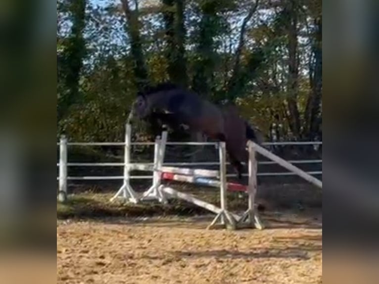 Holsteiner Merrie 3 Jaar 167 cm Schimmel in Kasseedorf