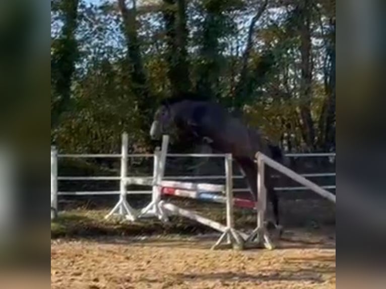 Holsteiner Merrie 3 Jaar 167 cm Schimmel in Kasseedorf