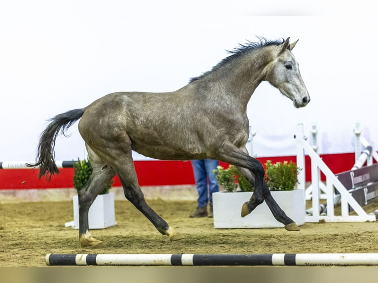 Holsteiner Merrie 3 Jaar 167 cm Schimmel in Waddinxveen