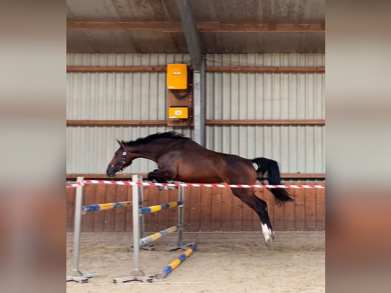 Holsteiner Merrie 3 Jaar 167 cm in Ger