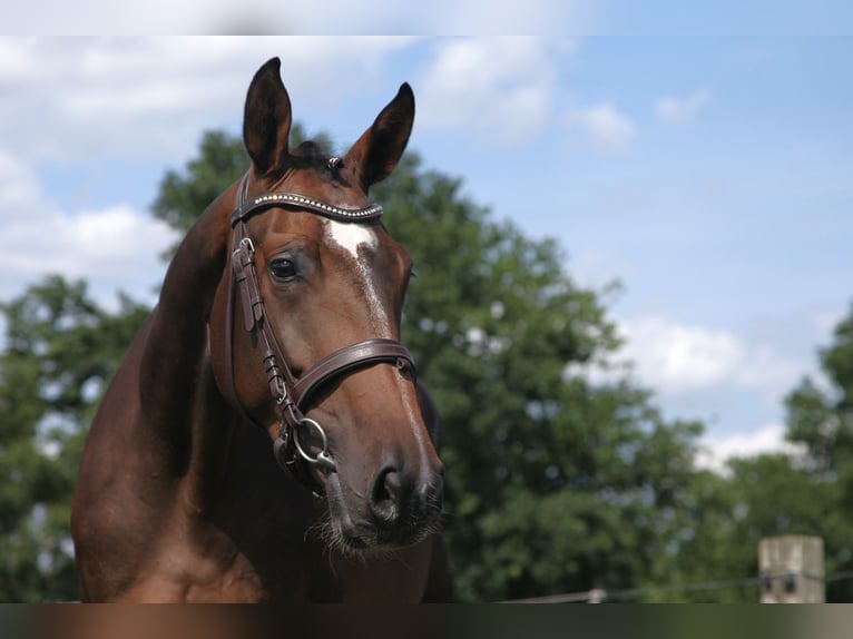 Holsteiner Merrie 3 Jaar 167 cm in Ger