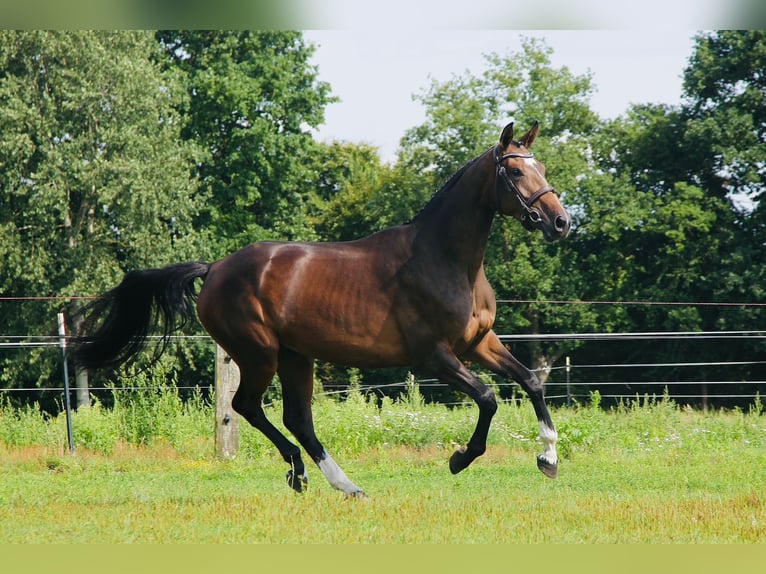 Holsteiner Merrie 3 Jaar 167 cm in Ger