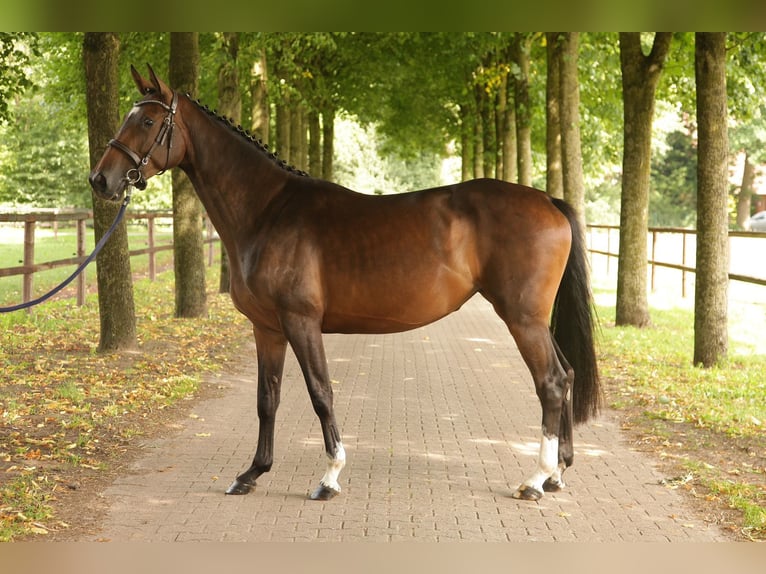 Holsteiner Merrie 3 Jaar 167 cm in Ger