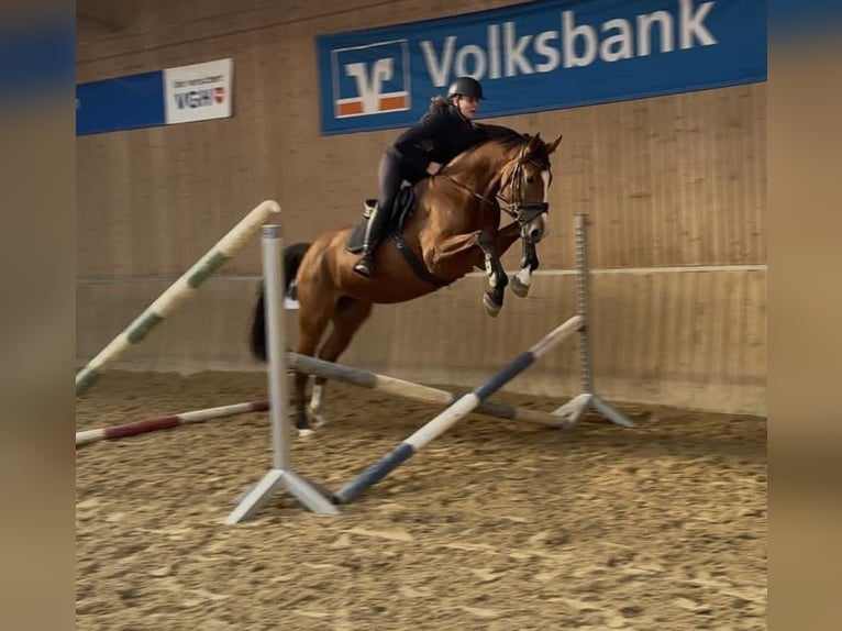 Holsteiner Merrie 3 Jaar 168 cm Bruin in Anderlingen