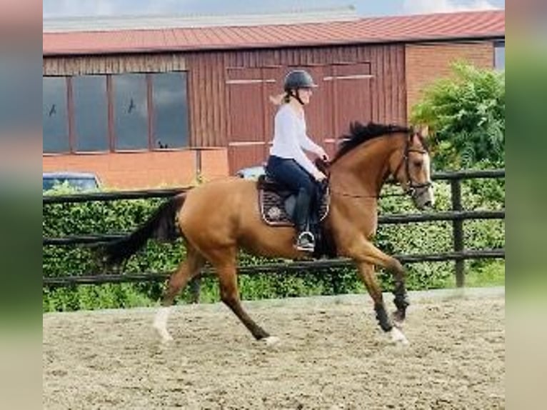 Holsteiner Merrie 3 Jaar 168 cm Bruin in Anderlingen