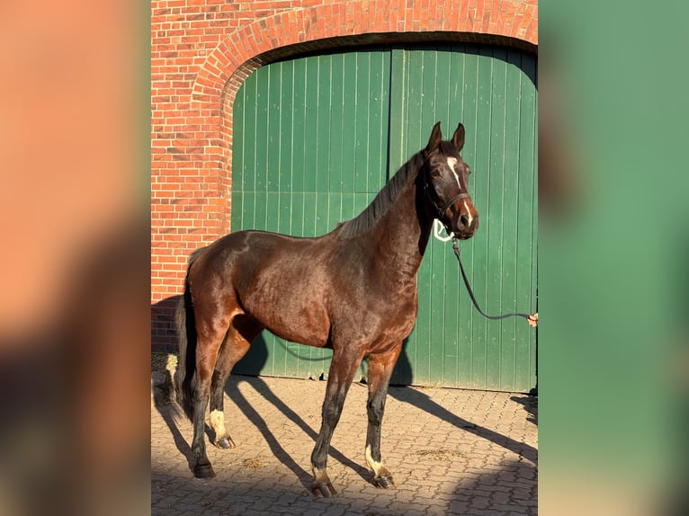 Holsteiner Merrie 3 Jaar 168 cm Donkerbruin in Duvensee