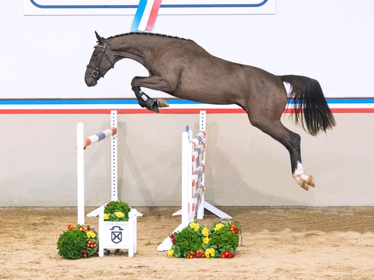 Holsteiner Merrie 3 Jaar 168 cm Donkerbruin in Klein Nordende