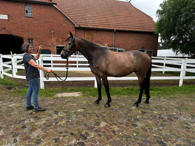 Holsteiner Merrie 3 Jaar 168 cm Schimmel in Poggensee