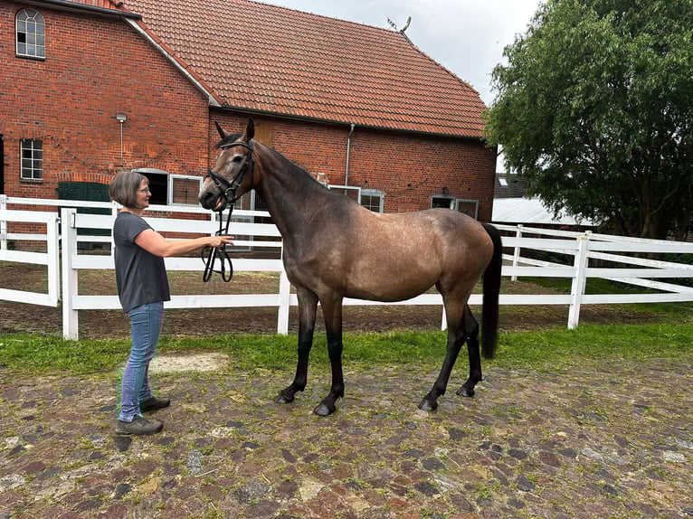 Holsteiner Merrie 3 Jaar 168 cm Schimmel in Poggensee
