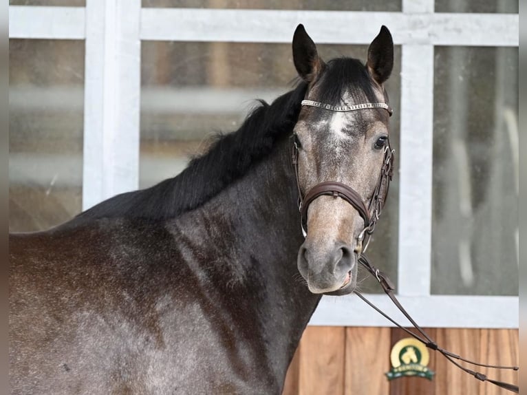 Holsteiner Merrie 3 Jaar 168 cm Zwartschimmel in Neuhaus / Zeetze