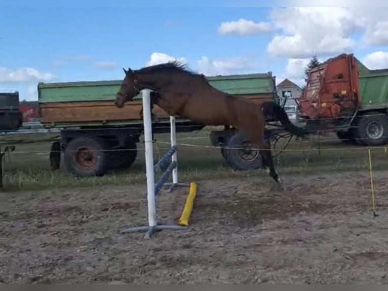 Holsteiner Merrie 3 Jaar 169 cm Bruin in Löwenberger Land