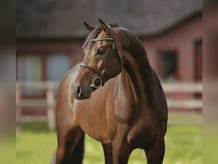 Holsteiner Merrie 3 Jaar 169 cm Bruin in Löwenberger Land