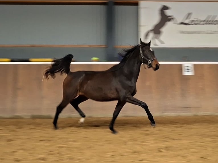 Holsteiner Merrie 3 Jaar 169 cm Donkerbruin in Hamersen