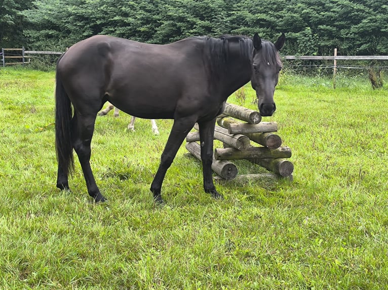 Holsteiner Mix Merrie 3 Jaar 169 cm Zwart in Ihlow
