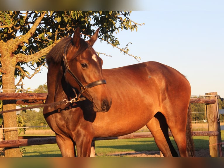 Holsteiner Merrie 3 Jaar 169 cm Zwartbruin in Hamersen