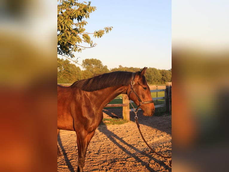 Holsteiner Merrie 3 Jaar 169 cm Zwartbruin in Hamersen