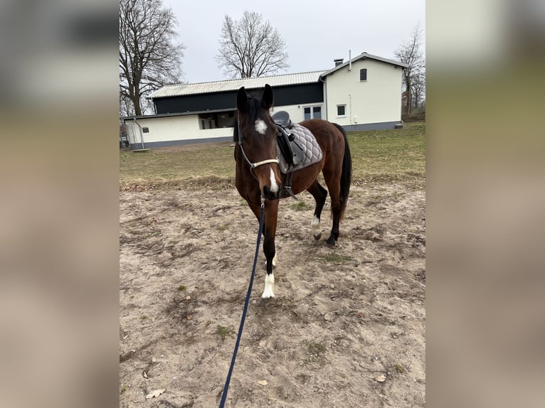 Holsteiner Merrie 3 Jaar 170 cm Bruin in Daldorf
