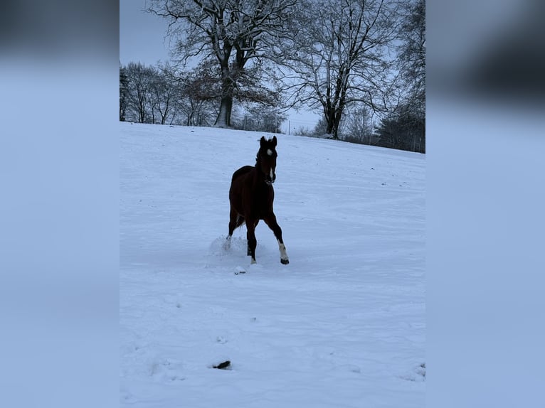 Holsteiner Merrie 3 Jaar 170 cm Bruin in Daldorf