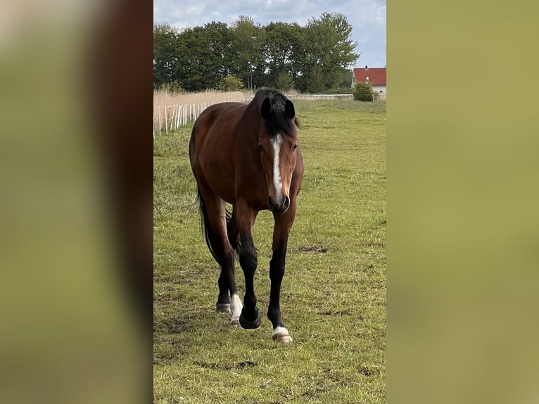 Holsteiner Merrie 3 Jaar 170 cm Bruin in Averlak