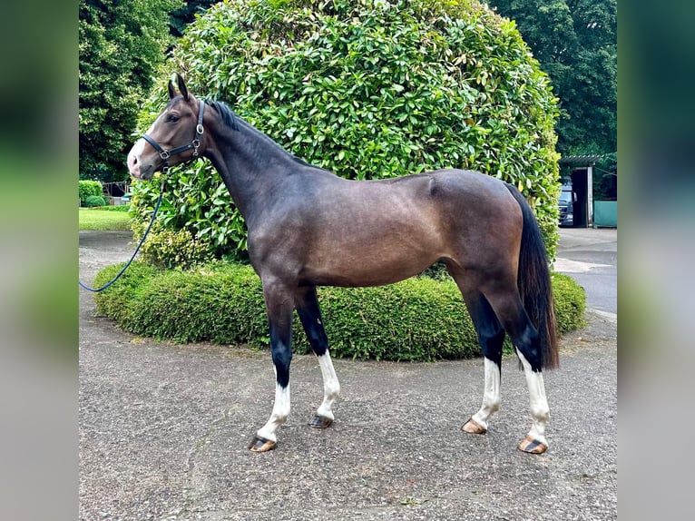 Holsteiner Merrie 3 Jaar 172 cm Donkerbruin in Langwedel