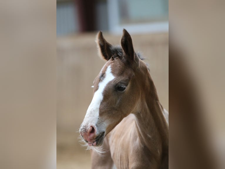 Holsteiner Merrie 3 Jaar 172 cm Donkerbruin in Langwedel