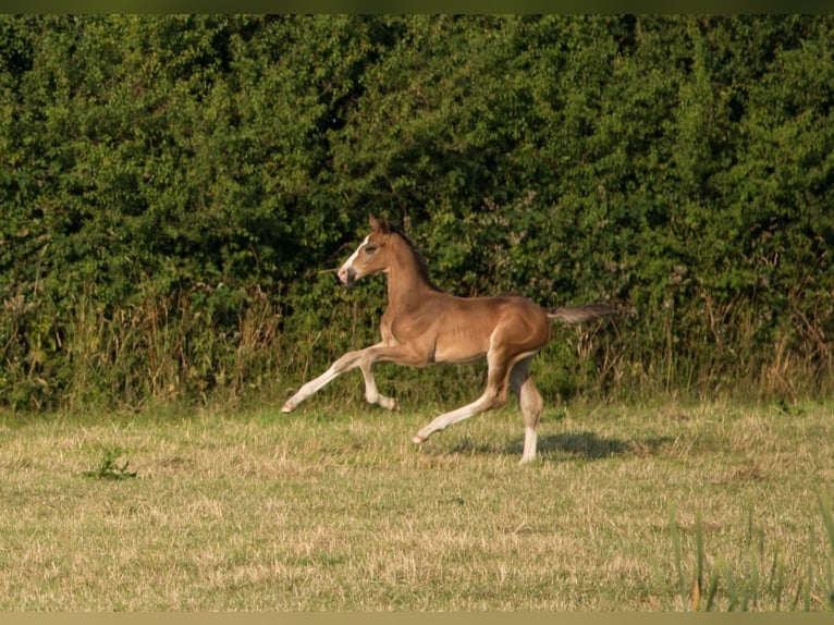 Holsteiner Merrie 3 Jaar 172 cm Donkerbruin in Langwedel