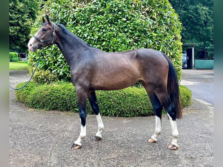 Holsteiner Merrie 3 Jaar 172 cm Donkerbruin in Langwedel