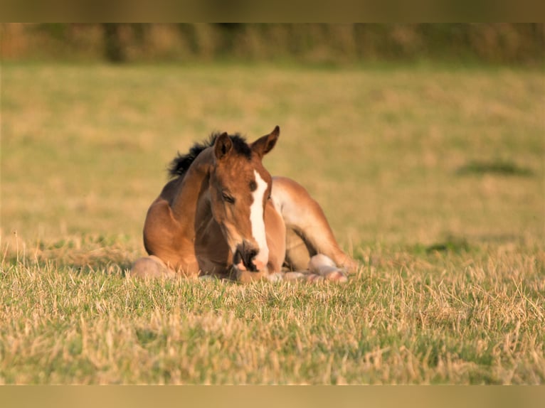 Holsteiner Merrie 3 Jaar 172 cm Donkerbruin in Langwedel