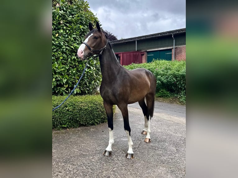 Holsteiner Merrie 3 Jaar 172 cm Donkerbruin in Langwedel