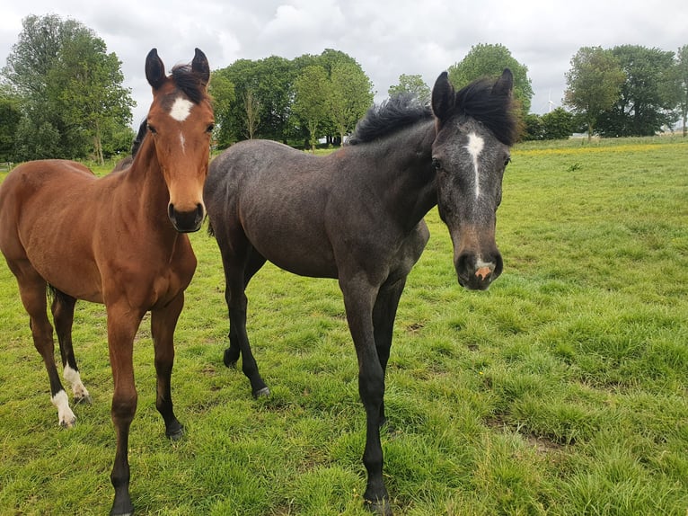 Holsteiner Merrie 3 Jaar Bruin in Büsum