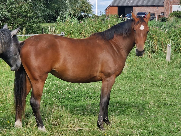 Holsteiner Merrie 3 Jaar Bruin in Büsum