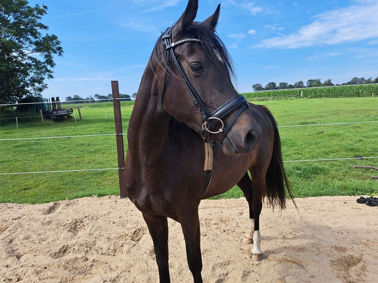 Holsteiner Merrie 4 Jaar 153 cm Zwartbruin in Achtrup