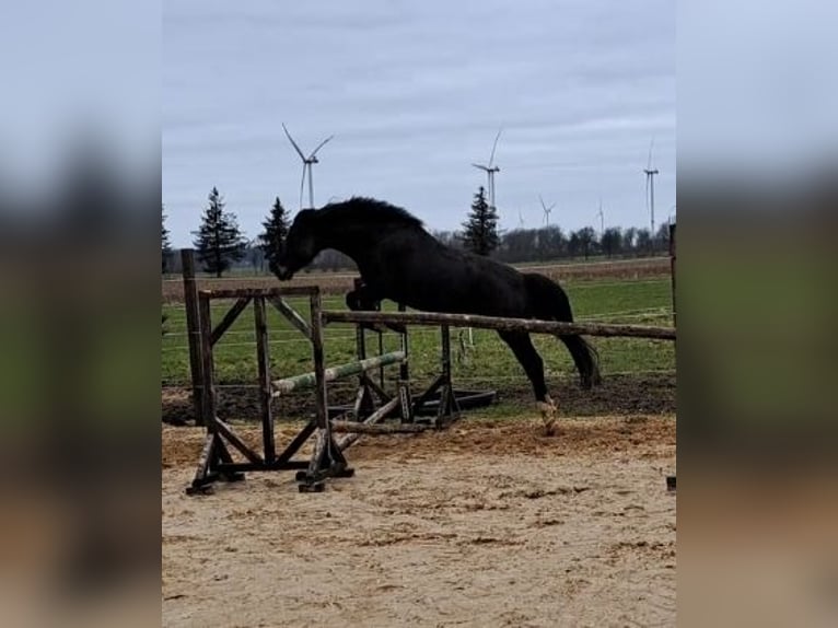 Holsteiner Merrie 4 Jaar 153 cm Zwartbruin in Achtrup