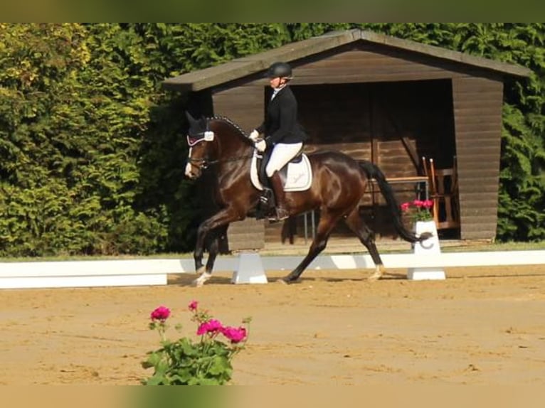 Holsteiner Merrie 4 Jaar 158 cm Bruin in Hamersen