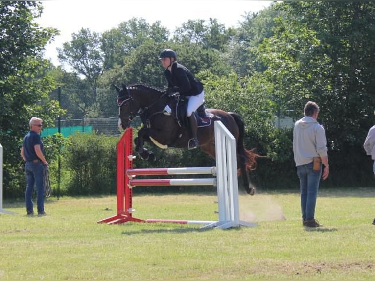 Holsteiner Merrie 4 Jaar 158 cm Bruin in Hamersen