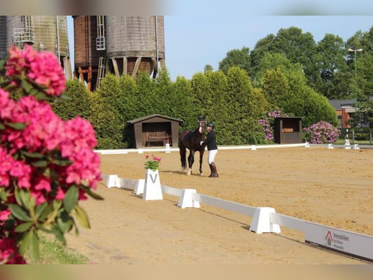 Holsteiner Merrie 4 Jaar 158 cm Bruin in Hamersen