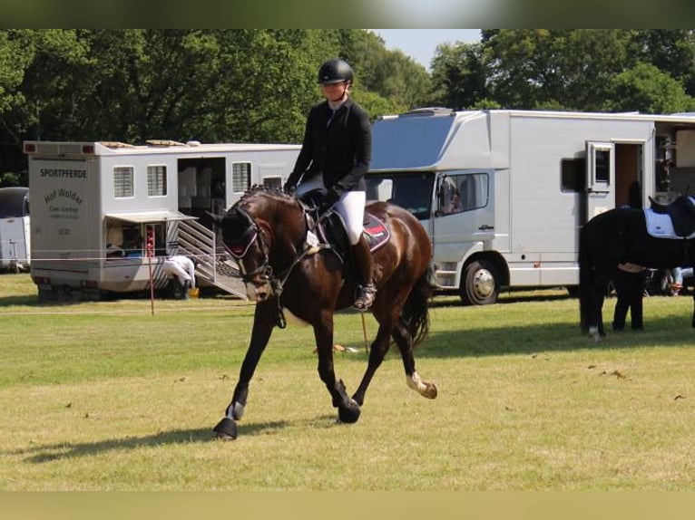 Holsteiner Merrie 4 Jaar 158 cm Bruin in Hamersen