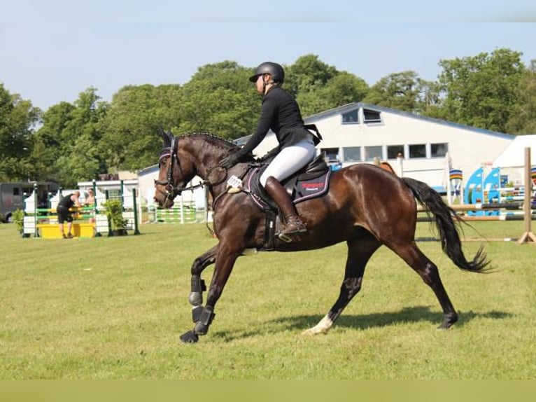 Holsteiner Merrie 4 Jaar 158 cm Bruin in Hamersen