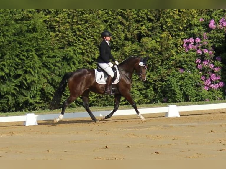 Holsteiner Merrie 4 Jaar 158 cm Bruin in Hamersen