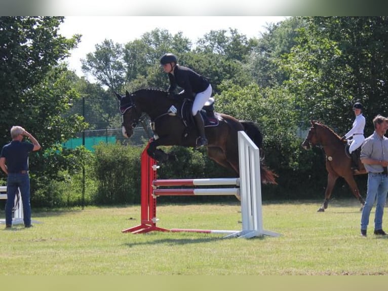 Holsteiner Merrie 4 Jaar 158 cm Bruin in Hamersen