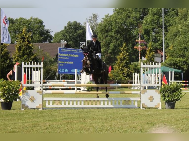 Holsteiner Merrie 4 Jaar 158 cm Bruin in Hamersen