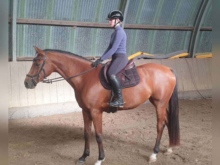 Holsteiner Merrie 4 Jaar 160 cm Bruin in Mohrkirch