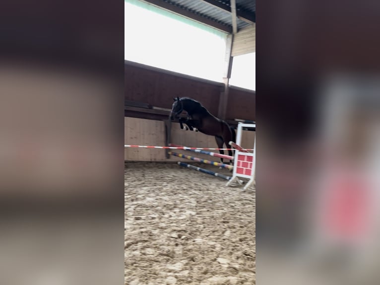 Holsteiner Merrie 4 Jaar 160 cm Donkerbruin in Hann. Münden