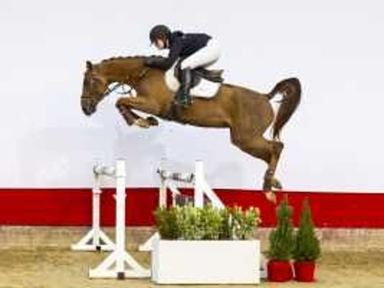 Holsteiner Merrie 4 Jaar 160 cm Vos in Waddinxveen