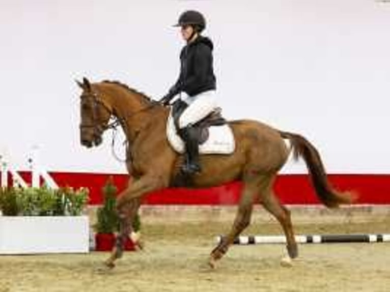 Holsteiner Merrie 4 Jaar 160 cm Vos in Waddinxveen