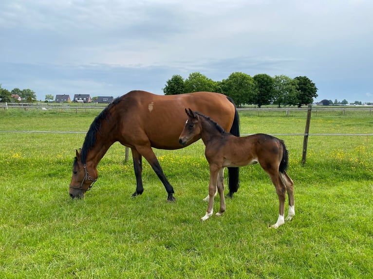 Holsteiner Merrie 4 Jaar 161 cm Donkerbruin in Haseldorf