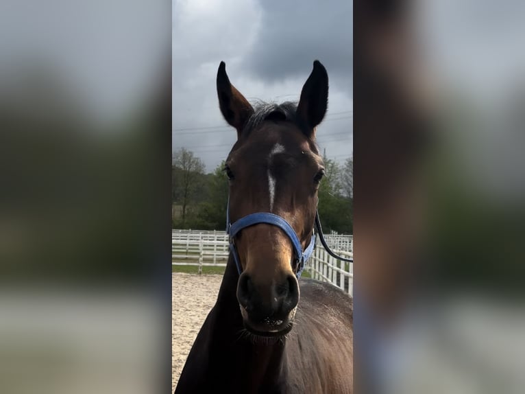 Holsteiner Merrie 4 Jaar 161 cm Donkerbruin in Hannoversch MündenHann. Münden